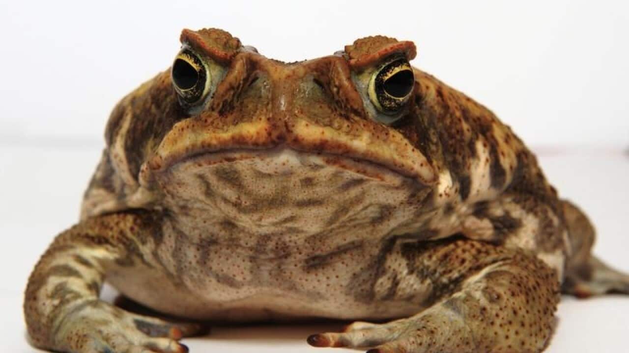 cane toad