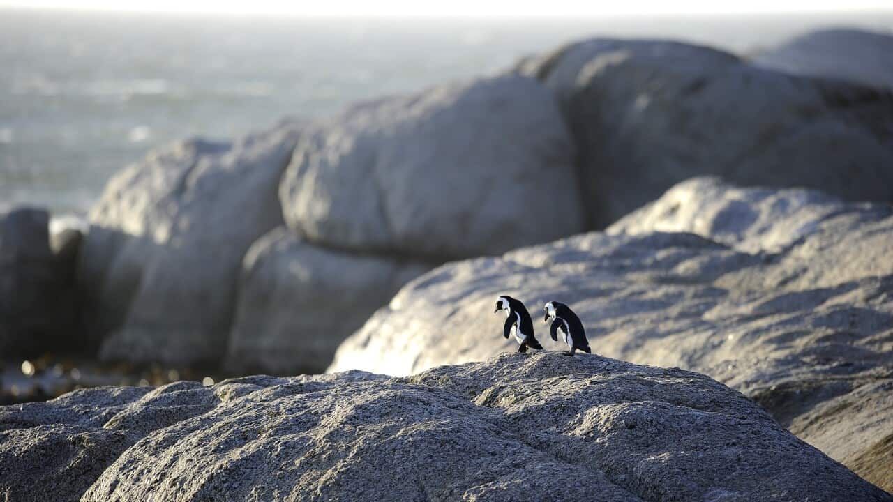 African penguins in March 16, 2011 near Cape Town, South Africa, which were reclassified as endangered in 2010. (AFP/Getty)