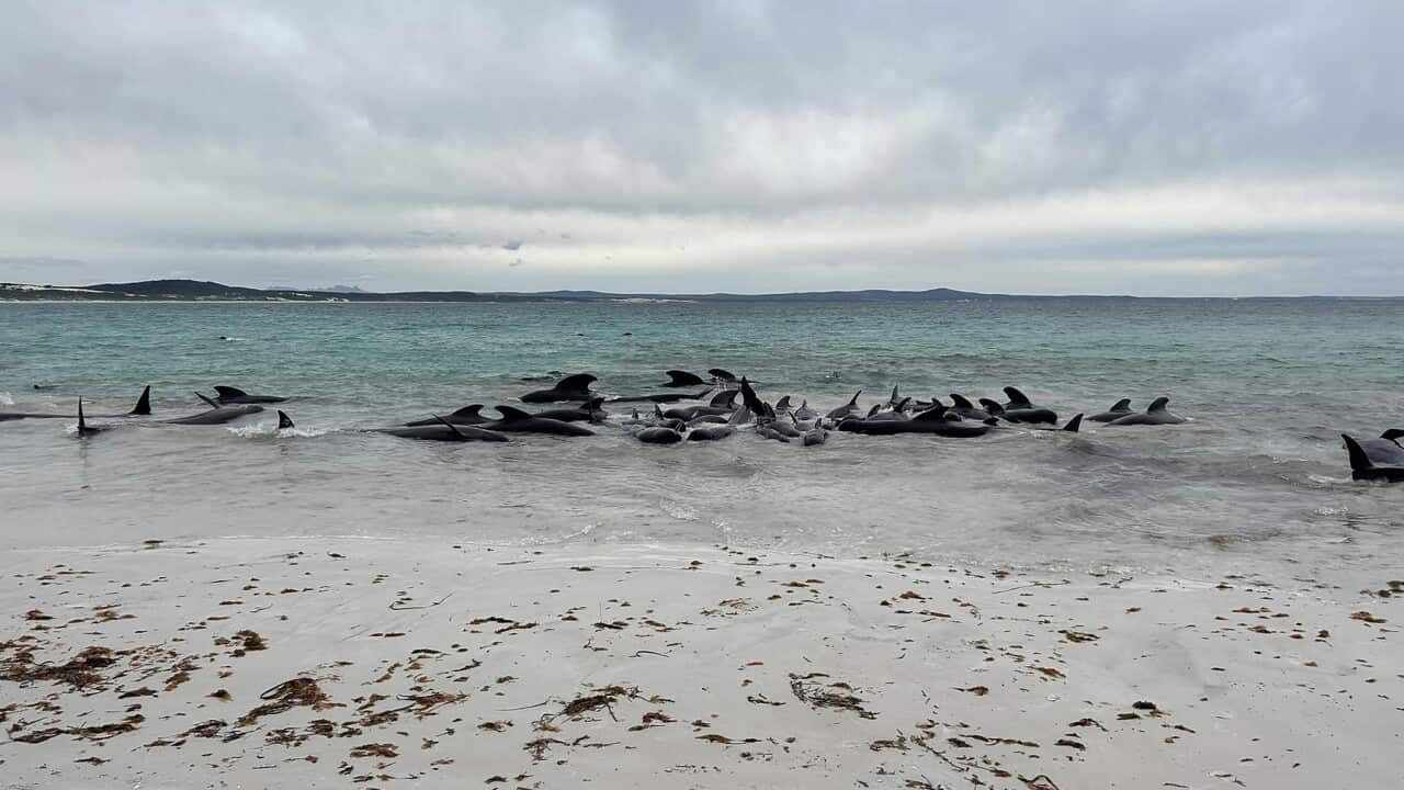 A supplied image shows about 70 long-finned pilot whales that became stranded at Cheynes Beach, Western Australia, Tuesday, July 25, 2023 (AAP).