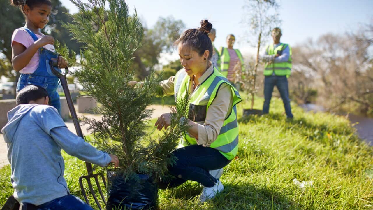 Woman and children volunteers planting tree at sunny campsite
