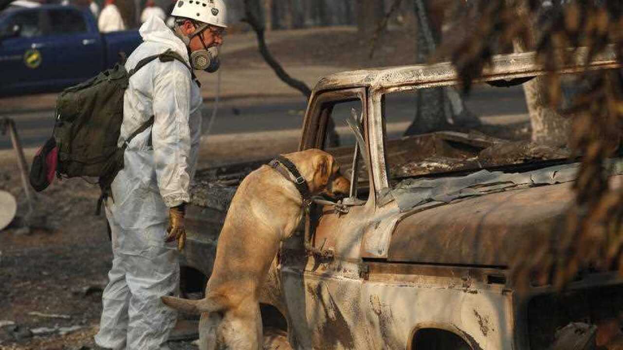 A search and rescue dog searches for human remains at the Camp Fire. An estimated 1000 people are now missing in the wake of the blaze.