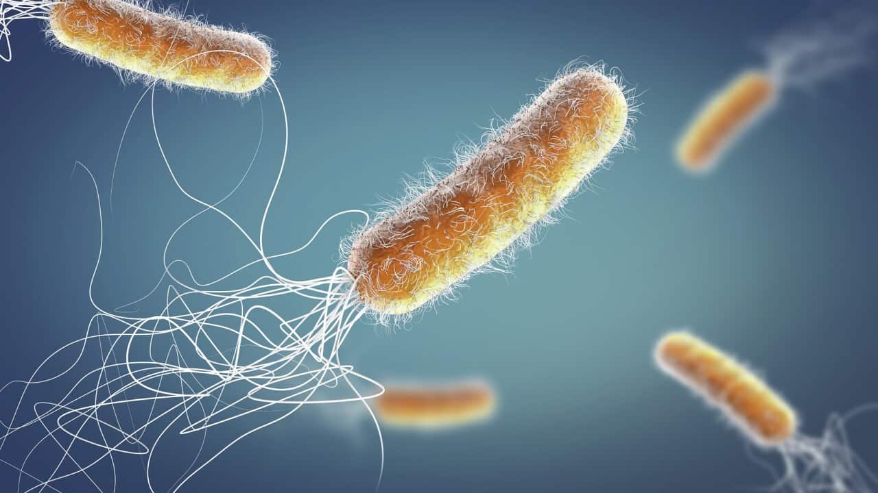 Pseudomonas aeruginosa bacteria, illustration