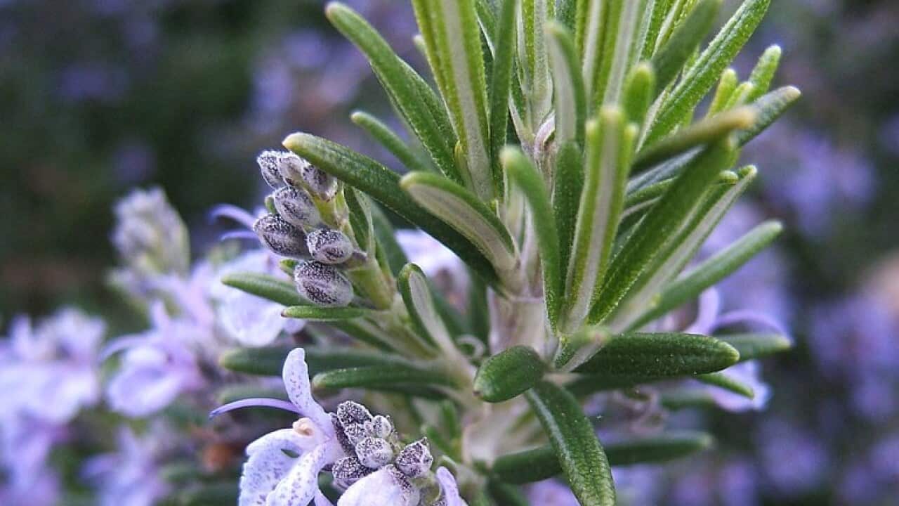Rosemary Flowering