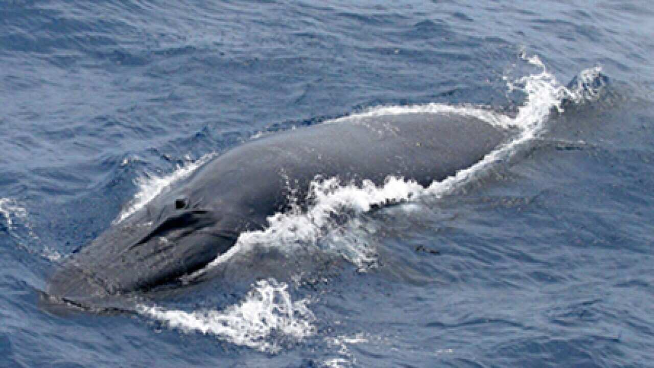 brydes_whale_101227_B_717752379