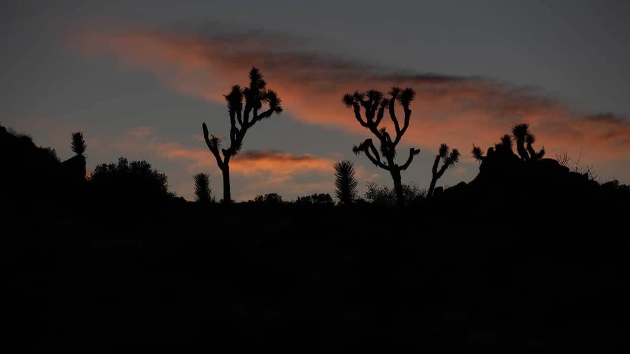 Joshua Tree National Park in Southern California's Mojave Desert.