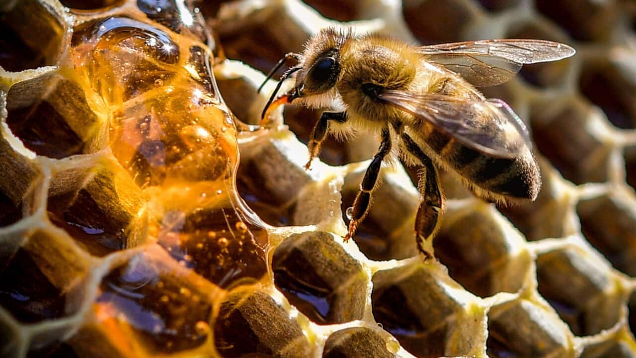 epaselect GERMANY APICULTURE