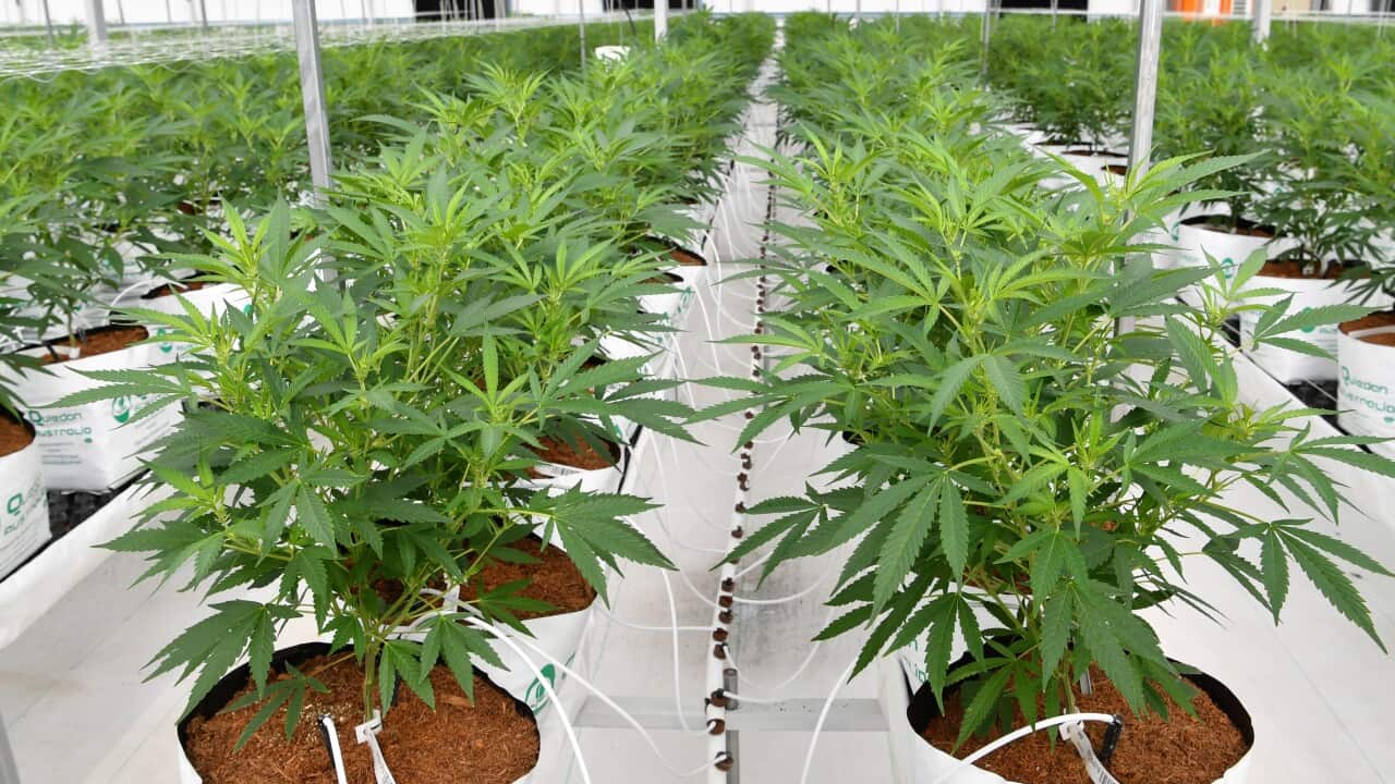 QLD MEDIFARM OPENING