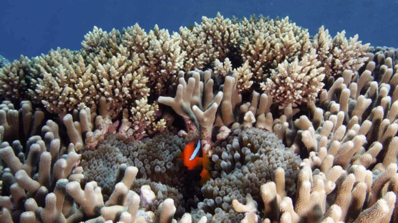 A clownfish hides in coral at the Great Barrier Reef off Port Douglas