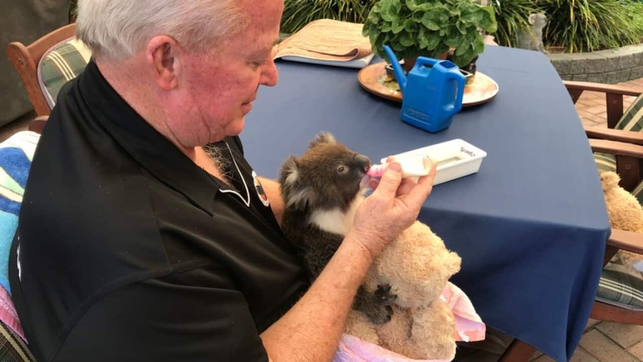 Koala Rescue
