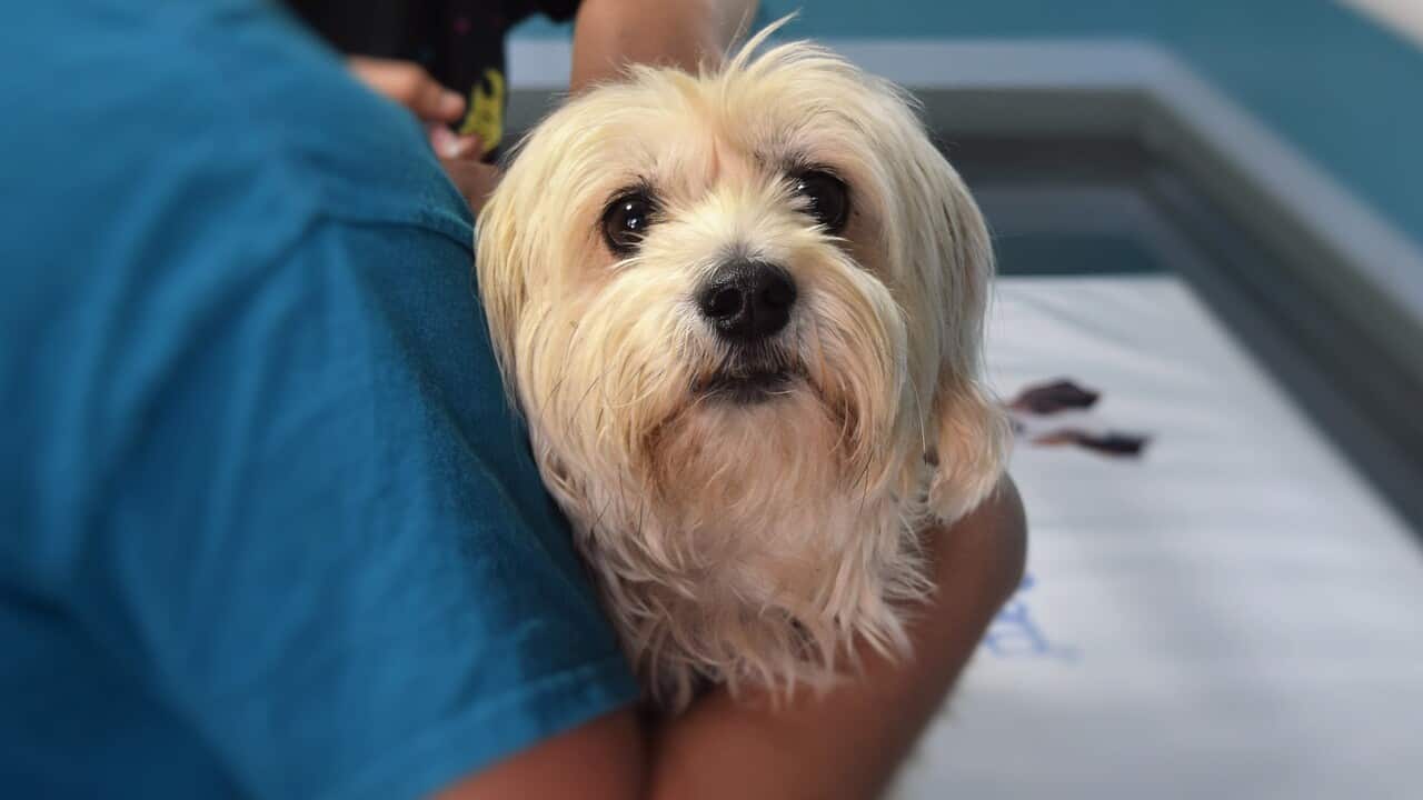 going to the vet