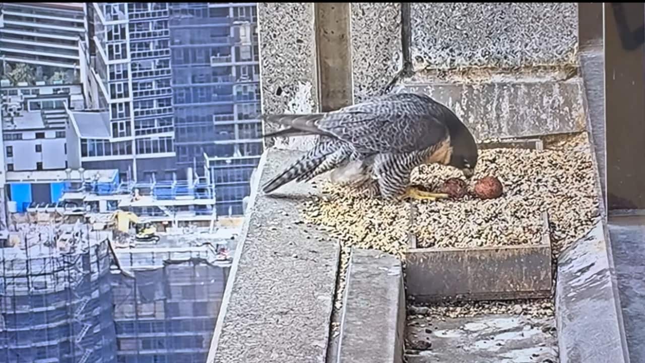 Livestream Falcon Screenshot 2024-08-29 120514_2.png