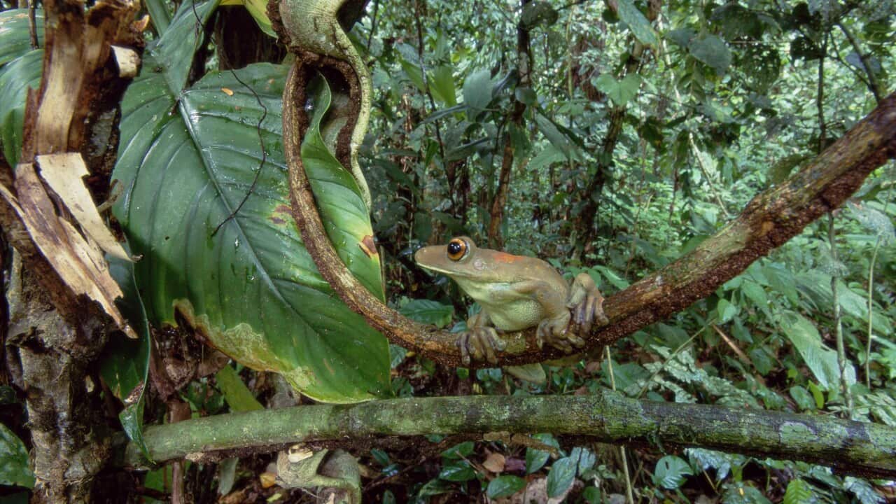 South American Map Frog (Hyla geographica)