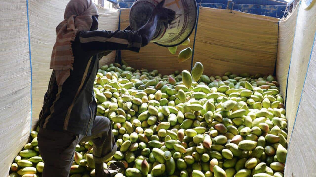 Indian labourers sort mangoes at the Gaddiannaram Fruit Market on the outskirts of Hyderabad