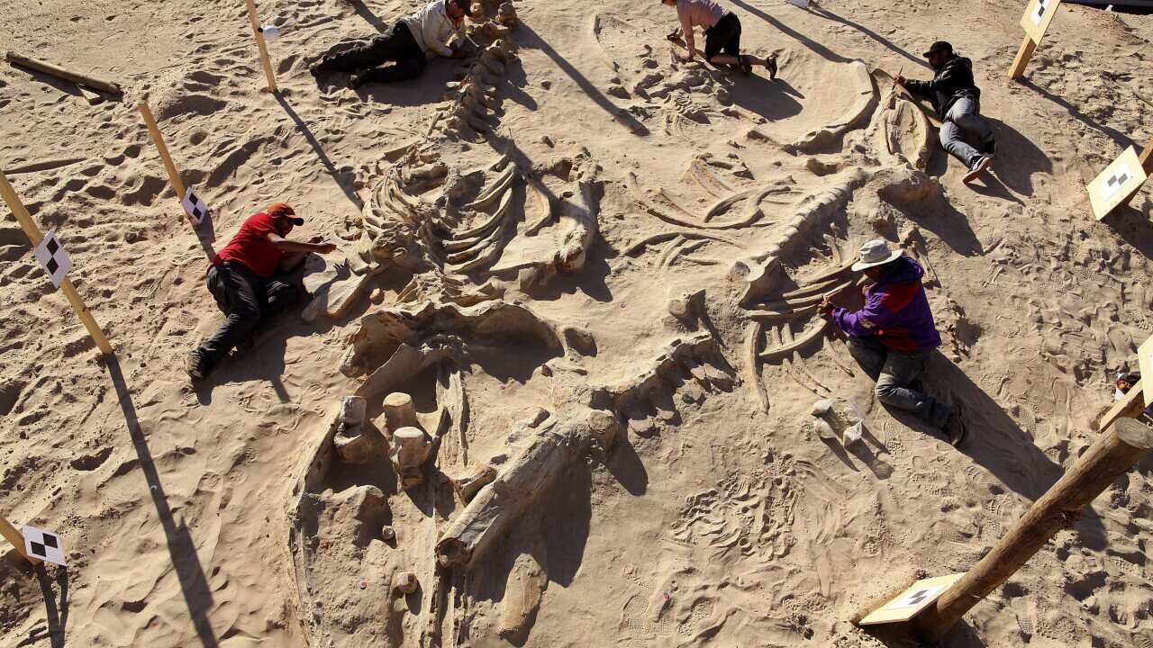 fossil_chile_aap.jpg