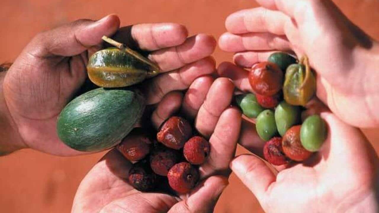 Image for read more article 'Bush food flavours'