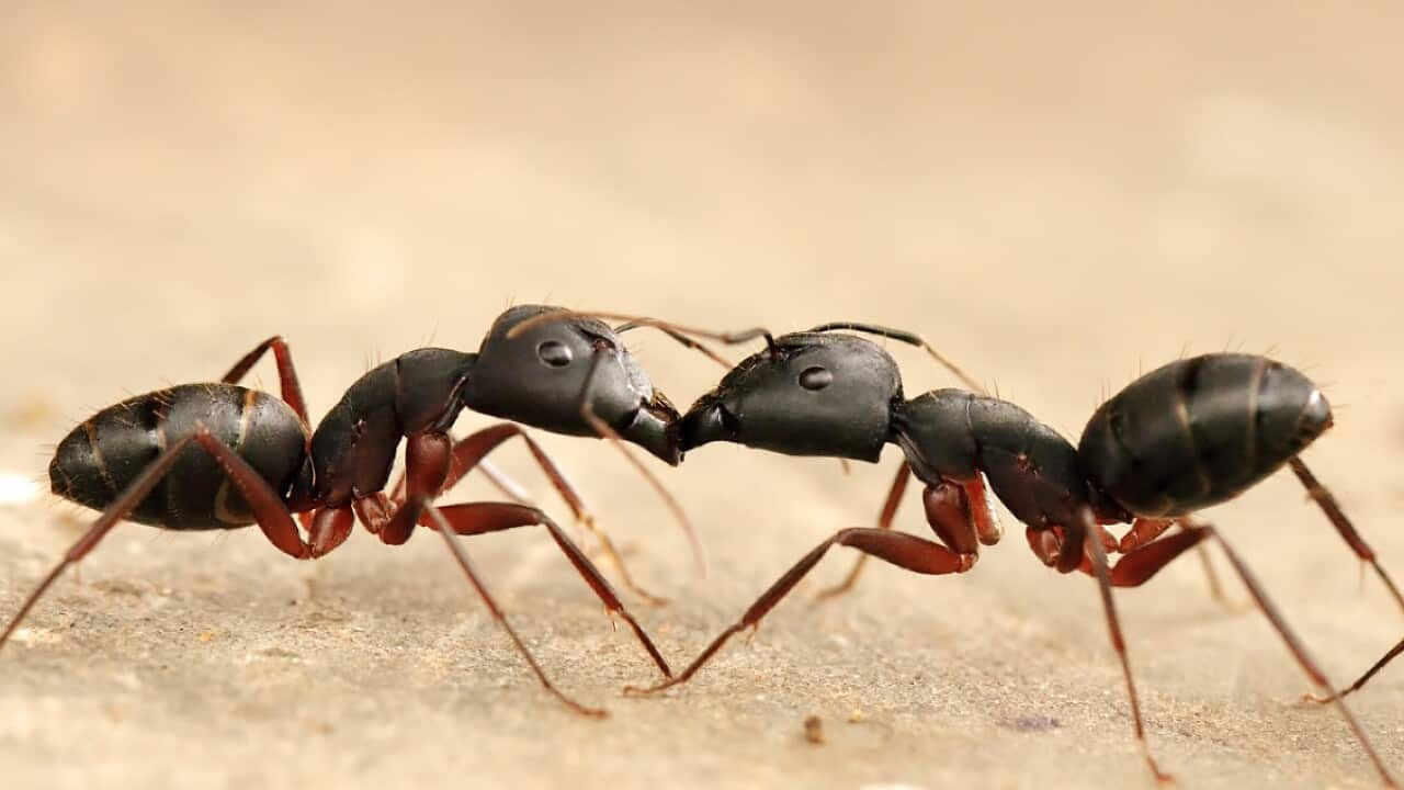 Black-ants.jpg