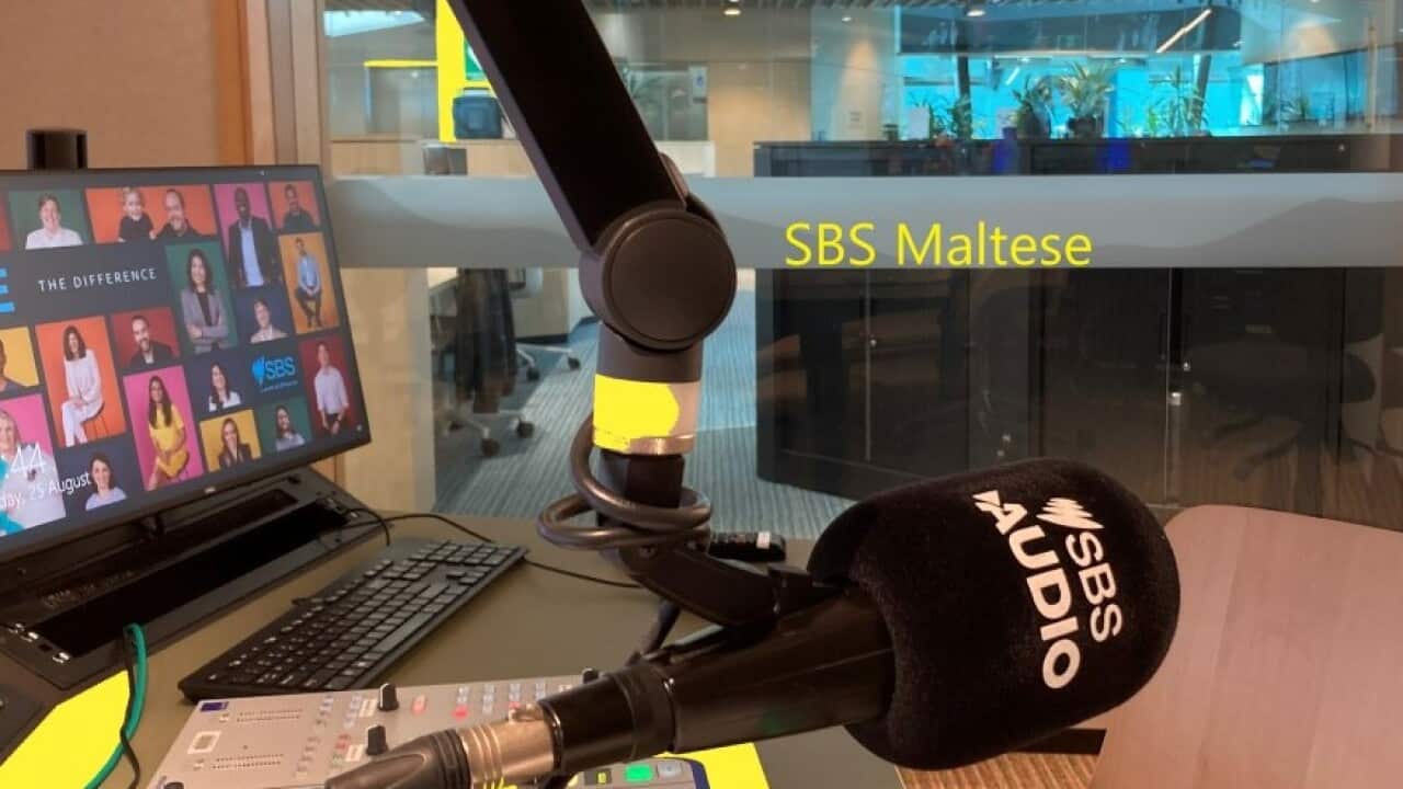 SBS Maltese studio 50 Yellow Splash.jpg