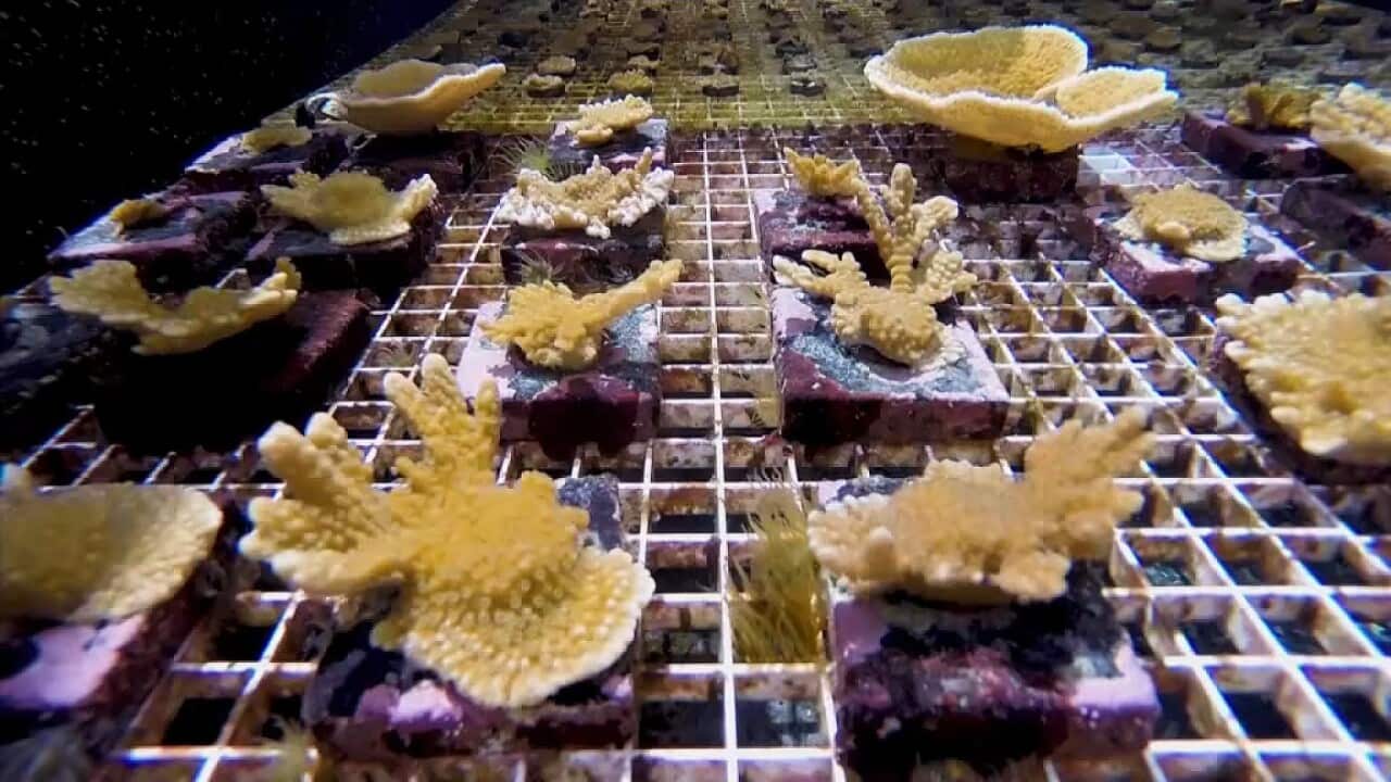 Assisted evolution corals in the lab
