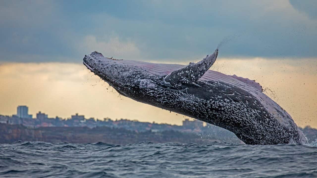 Humpback whale