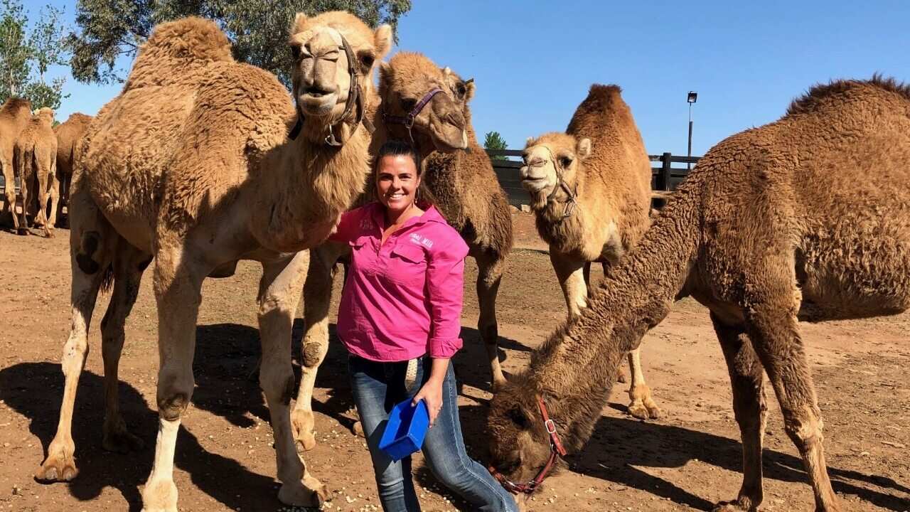 Camel farmer Michelle Phillips