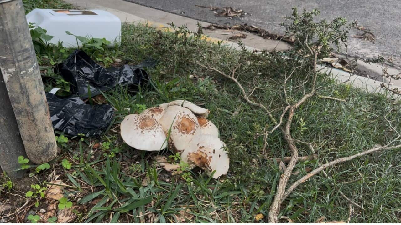 cantonese mushroom final 21052025