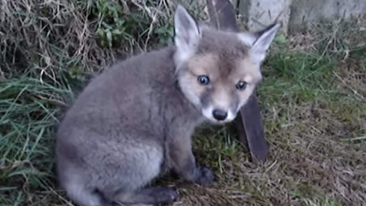 Baby fox rescued from a pet food can