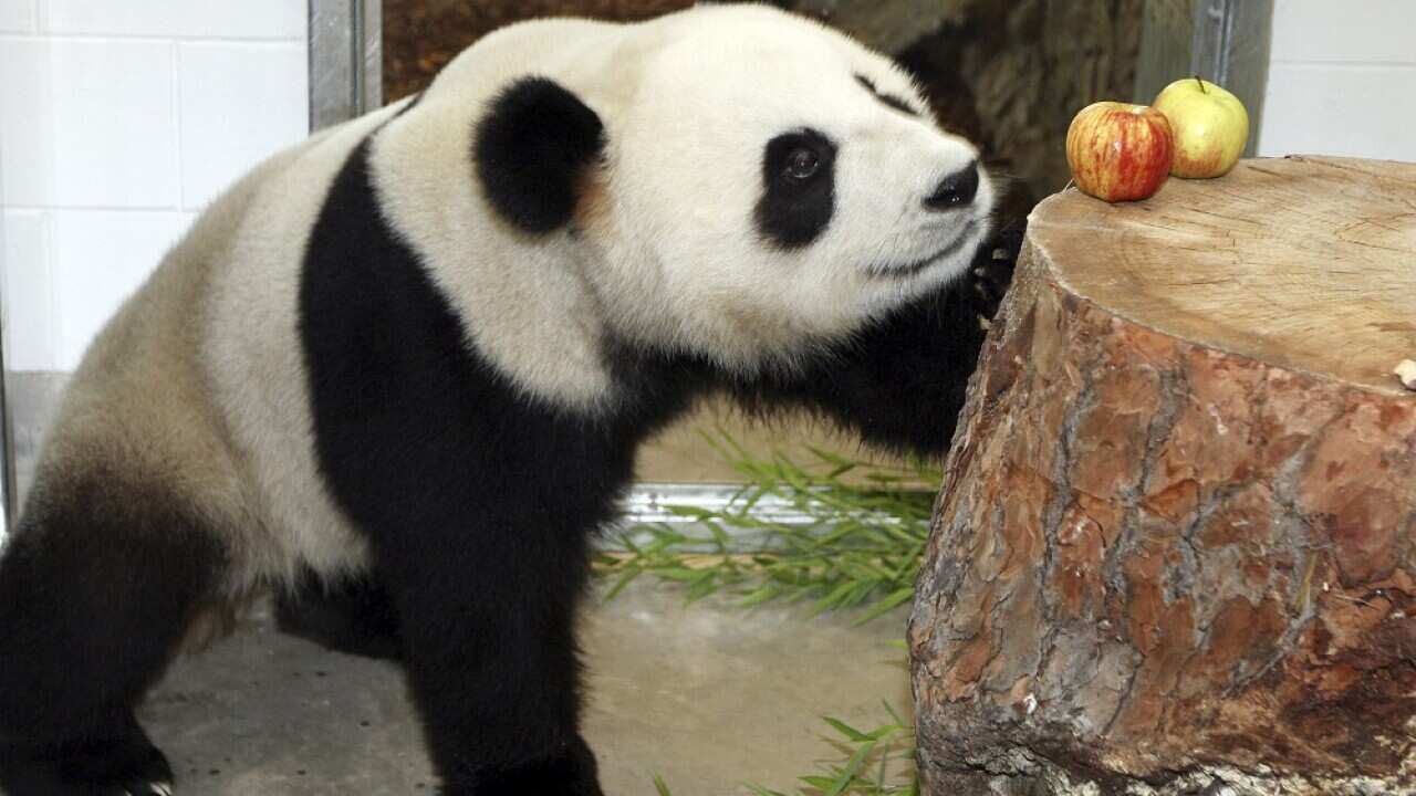 ni fu panda