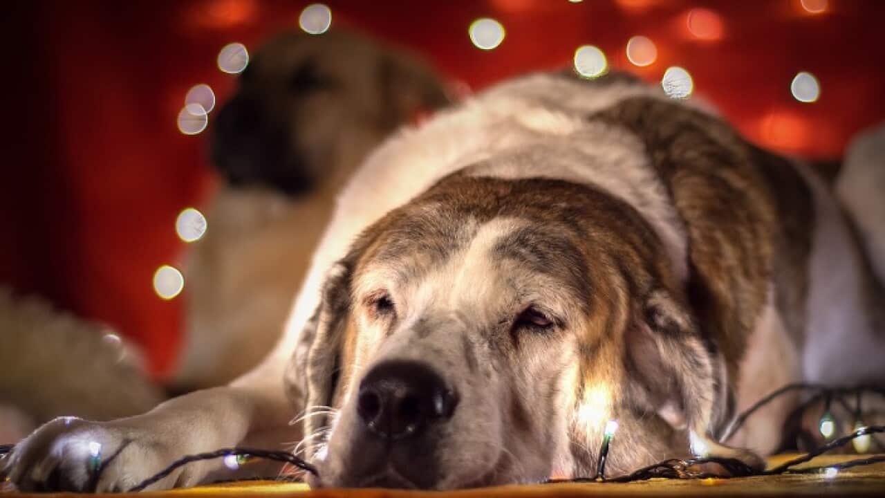 pets at home
