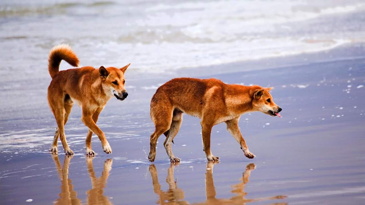 Two ginger-colored dingoes walk along the wet sand of a beach where the ocean tide meets the shore.