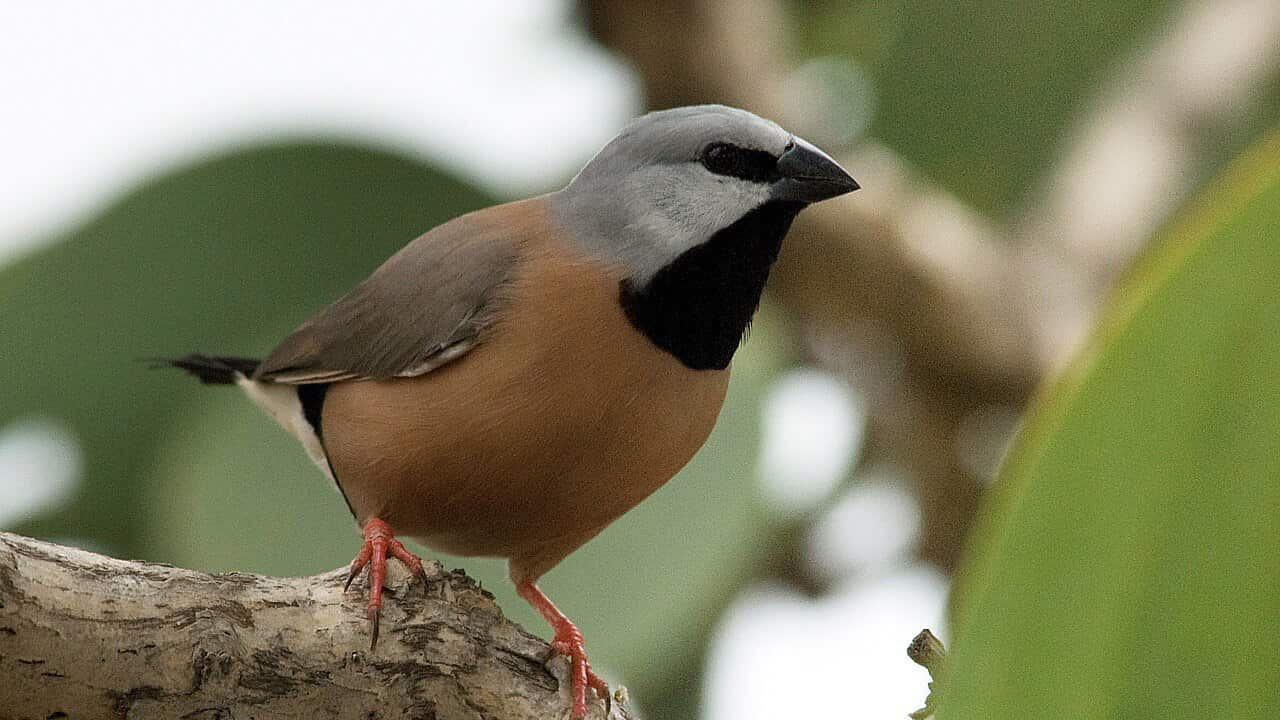 Supplied undated image obtained Friday, July 14, 2017 of a southern black-throated finch.