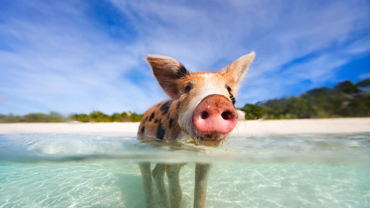 Pig Beach, Bahamas