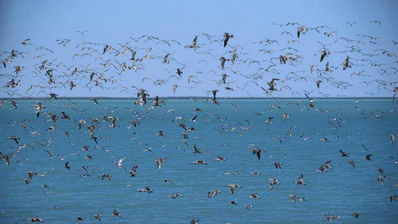 Bar-tailed godwit, common sandpipers and curlew sandpipers in flight.