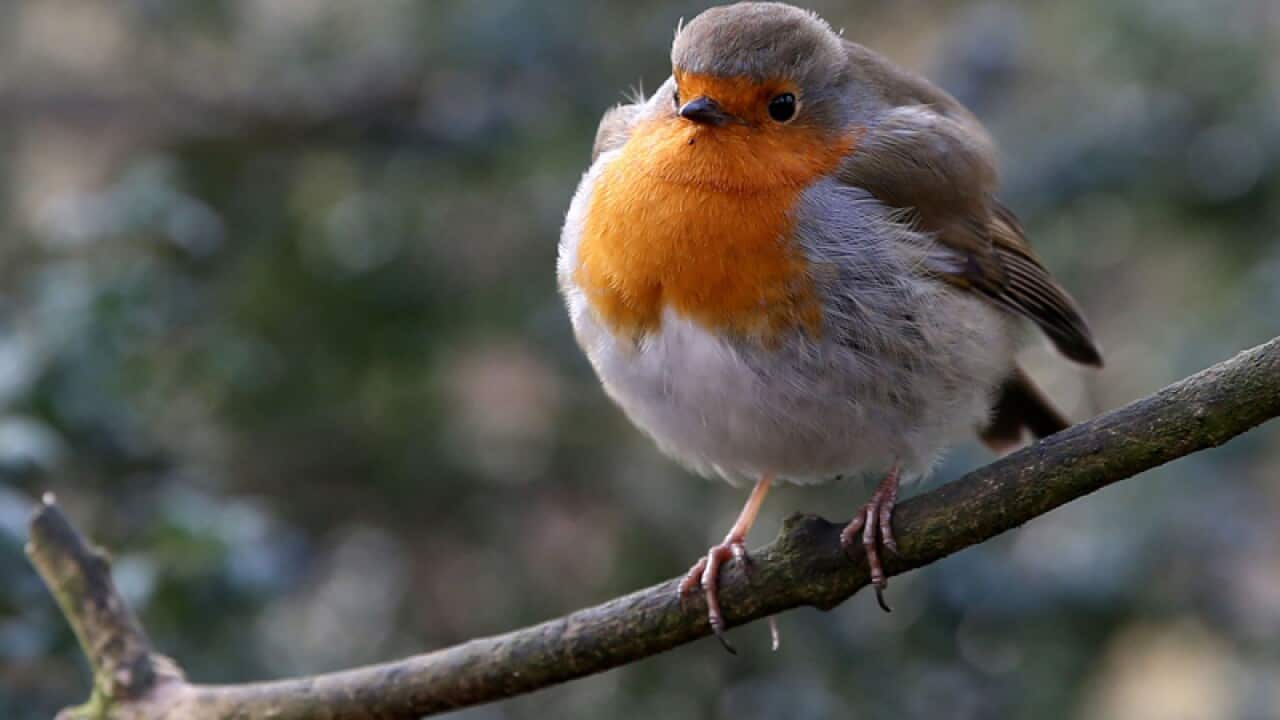 A British robin