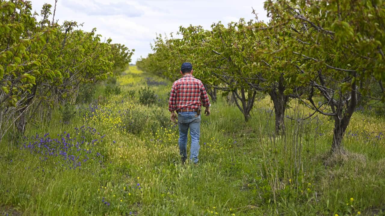 A fruit farm near Griffith that needs working pickers (AAP).jpg