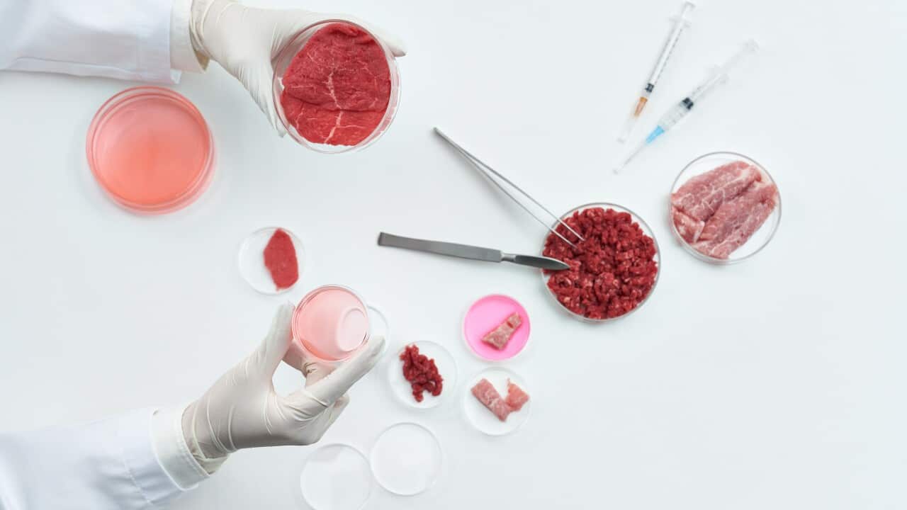 Korea, object, cultured meat, alternative meat, vegan, veganism