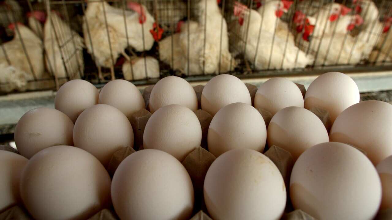 caged hens and cage eggs