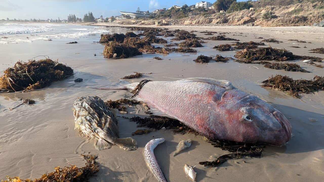 SOUTH AUSTRALIA ALGAE BLOOM