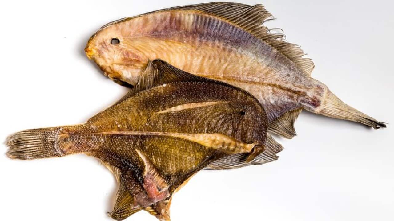 dried flounder