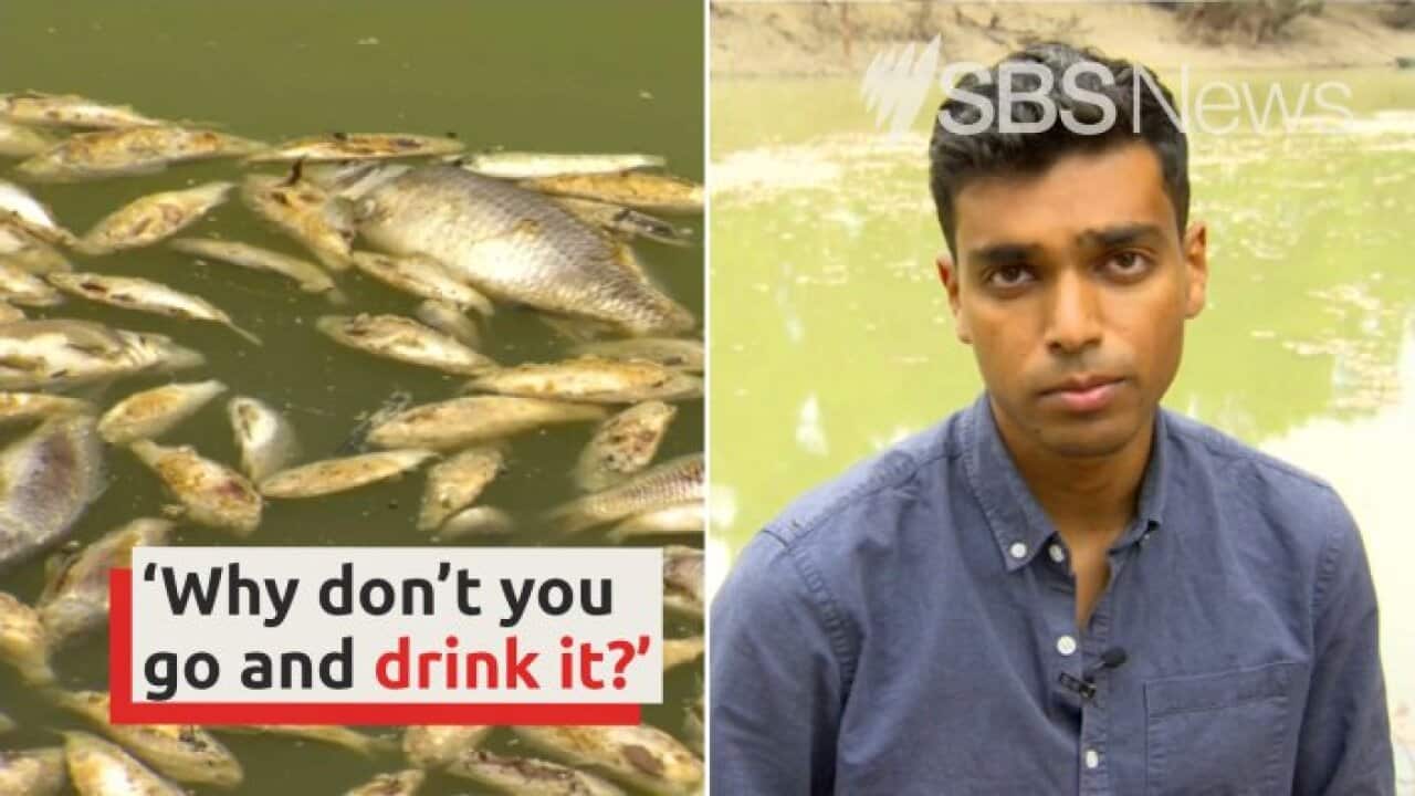 Water quality fears after mass fish death SBS News