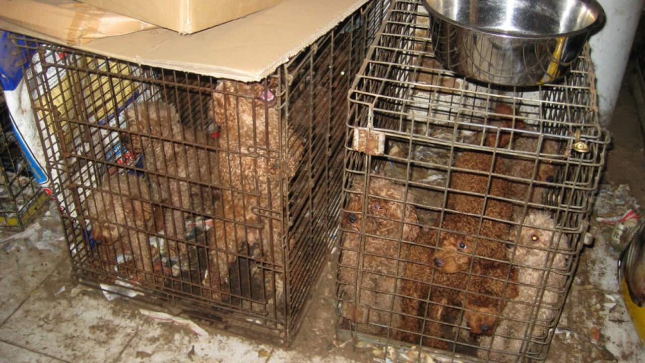 Photo from 2010 of dogs living in poor conditions on a Queensland puppy farm. (AAP/RSPCA)