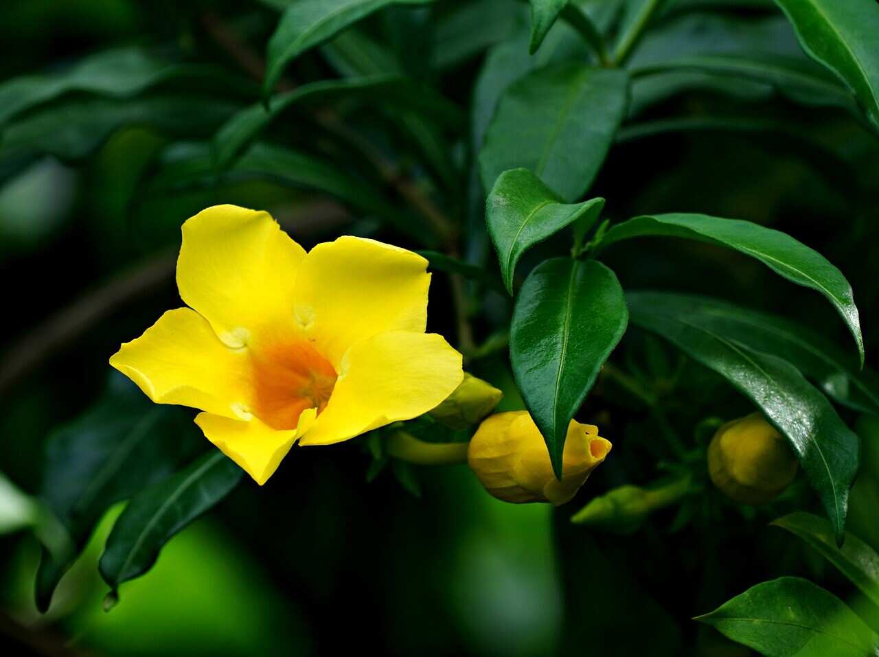 中國十大名花之一 桂花 Sbs Chinese 中國十大名花之一 桂花 Sbs Chinese