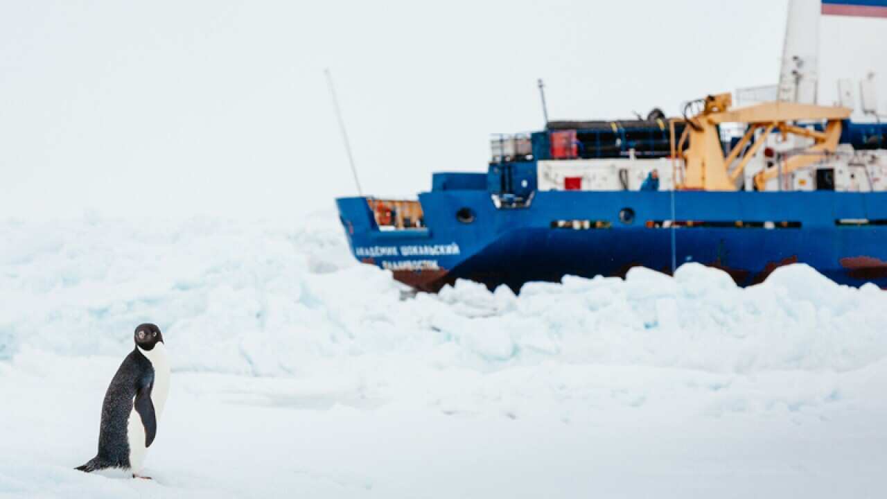 A penguin in front of the Russian ship stuck in the Antarctic