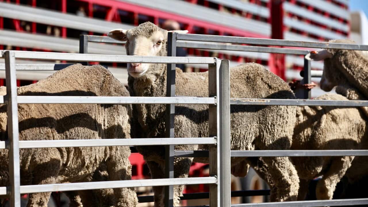 Fifty seven thousand sheep will be sent on the first shipment