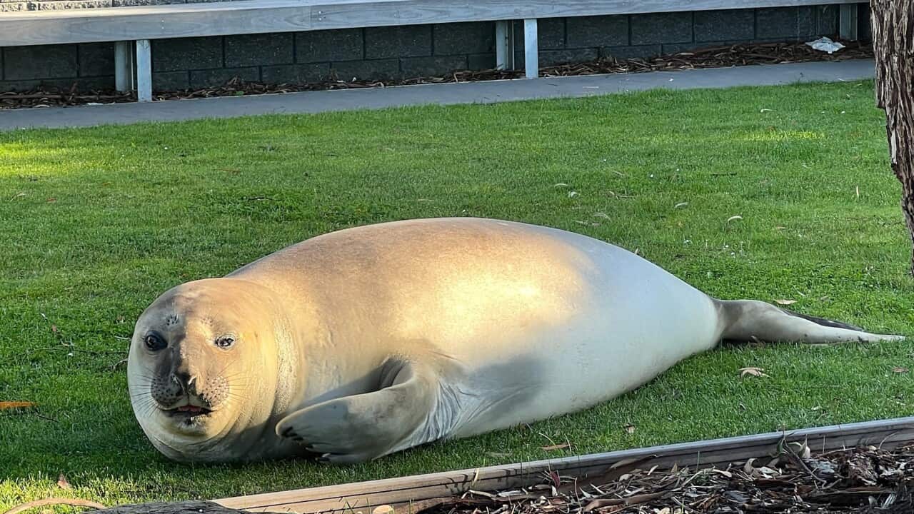 ELEPHANT SEAL HOBART