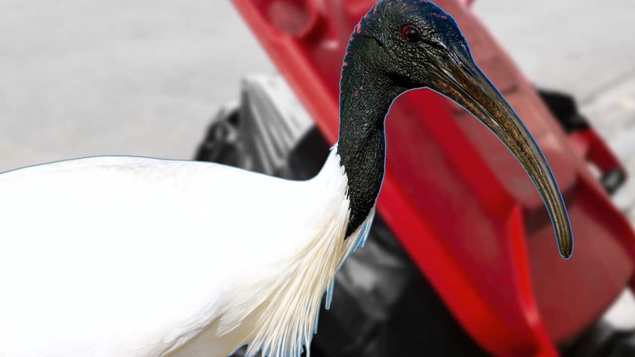 Ibis-lintu.jpg