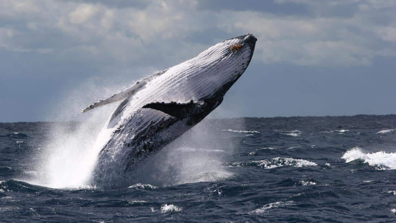 A humpback breaching off the coast at Port Stephens.