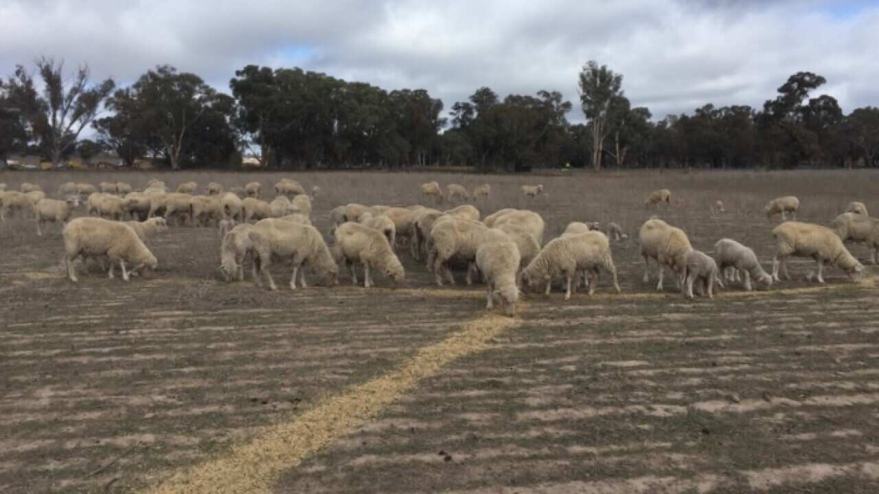 Philip Hunter’s sheep farm in Yeoval, NSW