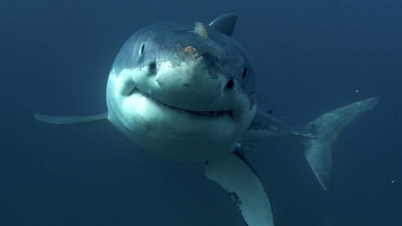 A Great White shark