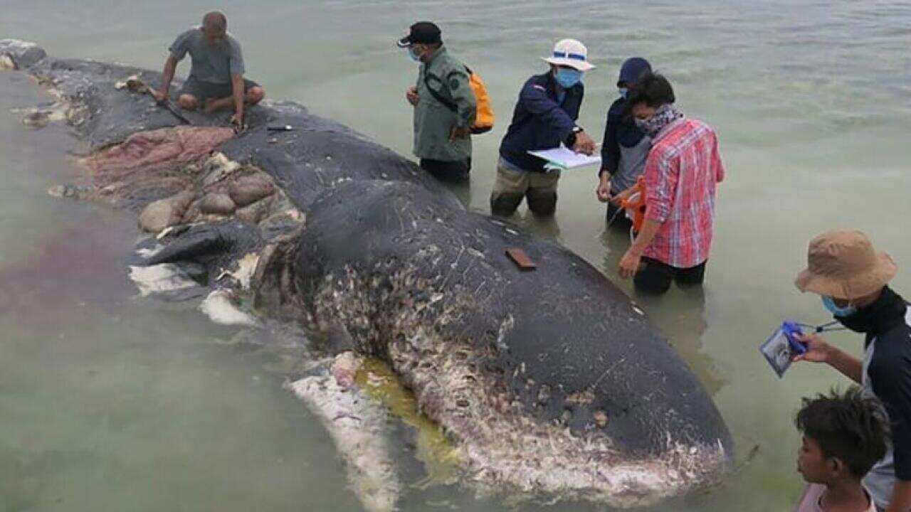 Park officials found plastic bottles, bags, sandals, and a sack with more than 1,000 pieces of string in the whale’s stomach. 