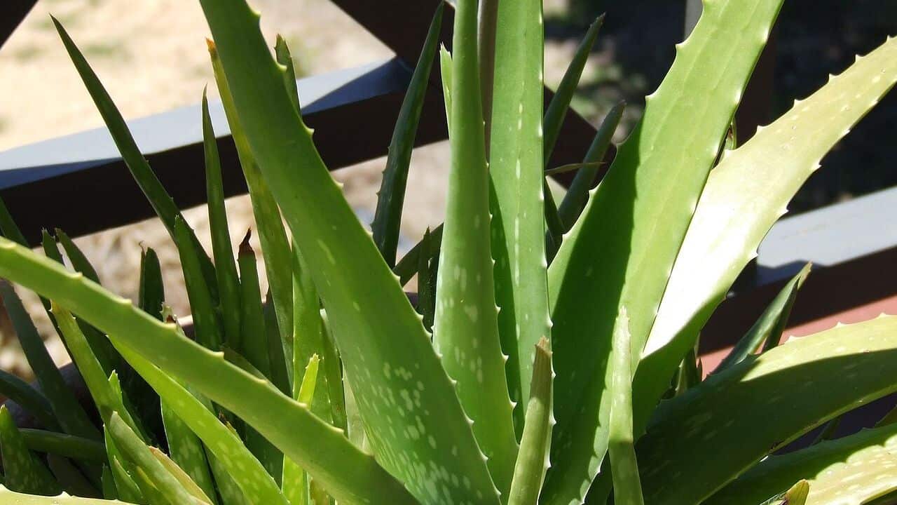 Aloe Vera